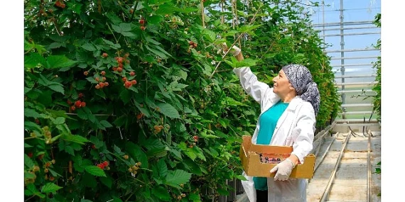 Seralarda sel felaketine Elara Tarım’dan dirençli çözüm