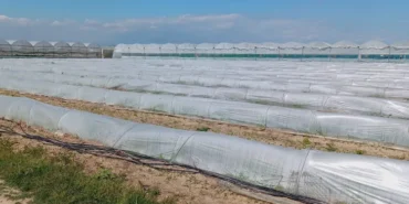 mersin-de-marul-tarlada-kaldi-iddiasina-yalanlama-1775839764-391_large